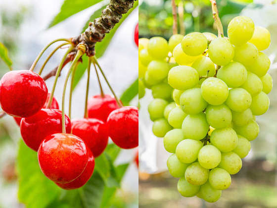 佐久間利兵衛観光農園